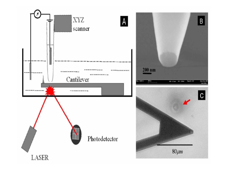 Nano & Bio Photonics